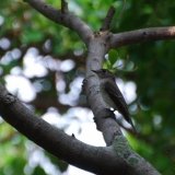 Asian Brown Flycatcher