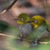 Japanese White Eye