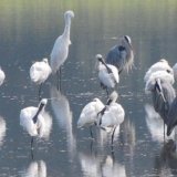 Black Faced Spoonbill