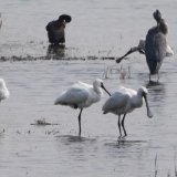 Black Faced Spoonbill