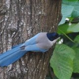 Azure Winged Magpie
