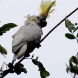 Sulphur Crested Cockatoo