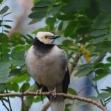 Black Collared Starling