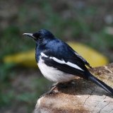 Oriental Magpie Robin