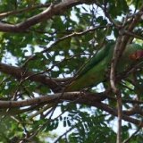 Alexandrine Parakeet