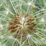 dandelion-seed-head-close-up