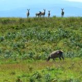 untroubled-deer