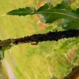 ant-on-aphids