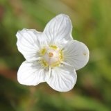 grass-of-parnasuss