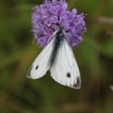 green-veined-white-male