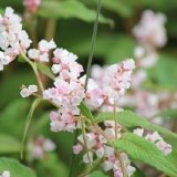 himalayan-knotweed