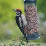 juvenile-gs-woodpecker
