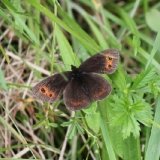 scotch-argus