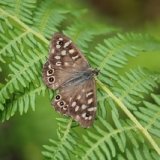 speckled-wood