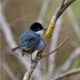 Sardinian Warbler (male)