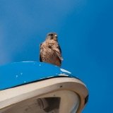 Kestrel