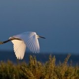 Little Egret