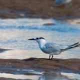Sandwich Tern
