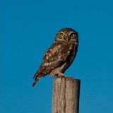 Little Owl