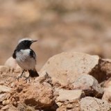 Red Rumped Wheatear