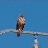 Long Legged Buzzard