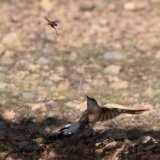 Wheatear hunting