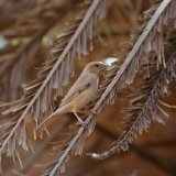 Desert Sparrow (female)