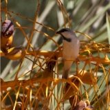 Desert Sparrow (male)