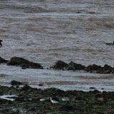 Brent Geese