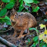 'Drookit' Hare
