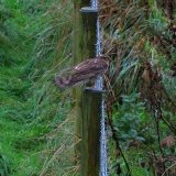 Female Sparrowhawk-2
