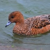 Female Wigeon