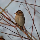 House Sparrow