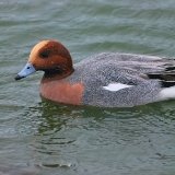 Male Wigeon