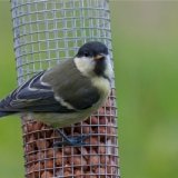 juv-great-tit-1