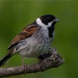 reed-bunting-3