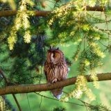 Long Eared Owl 3