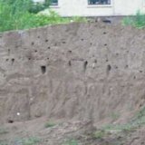 sand-martins-002