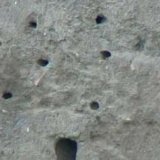 sand-martins-004