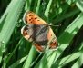    small copper       
