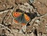     small copper      