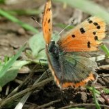 small-copper-5