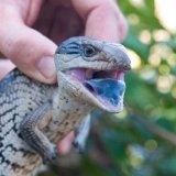 Blue tongued lizard