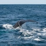 Hump back whale
