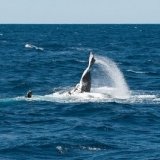 Hump back whale