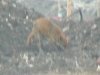 polmadie-wildlife-002-1024x576.jpg