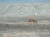 polmadie-wildlife-005-1024x576.jpg