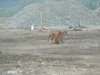 polmadie-wildlife-006-1024x576.jpg