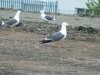polmadie-wildlife-007-1024x576.jpg