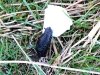 polmadie-wildlife-009-1024x576.jpg